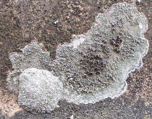 Bryophila sp.